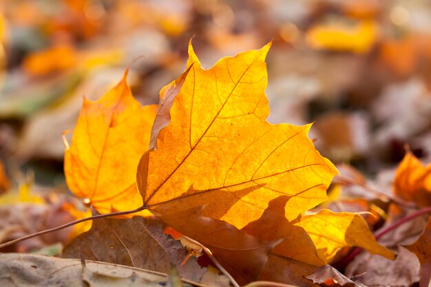 Herbstgelbes Laub