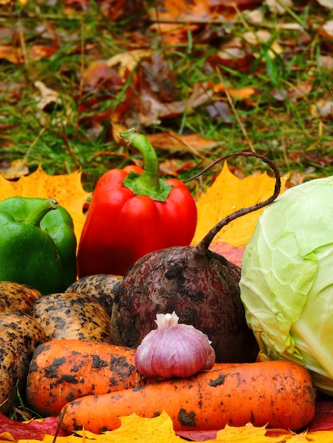 Herbstgemüse auf Herbstlaub