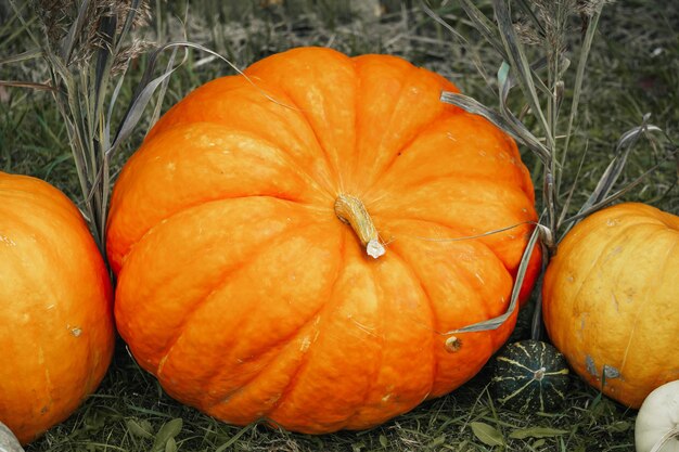 Herbstgemüse der Saison: Kürbisse und Kürbisse liegen im Gras