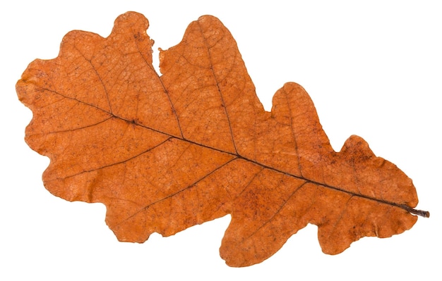 Herbstgetrocknetes Blatt der Eiche isoliert