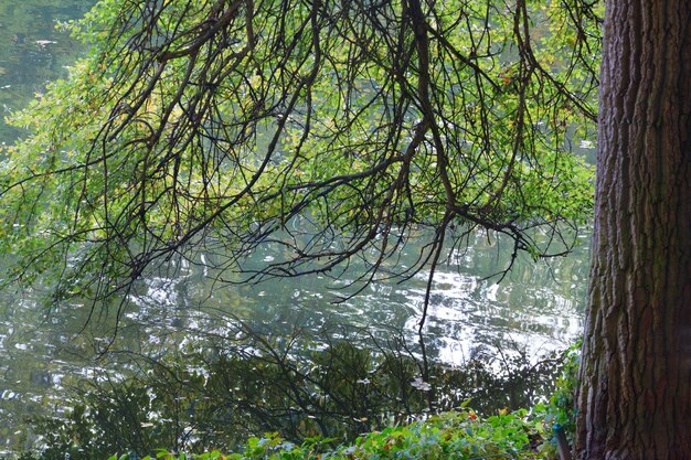 Herbstgrüner Baum am Seeufer im Stadtpark