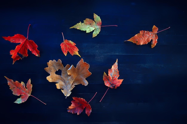 Herbstherz auf eichengelbem Blatt / Herzsymbol in der Herbstdekoration, Konzeptherbstliebe, Spaziergang im Park