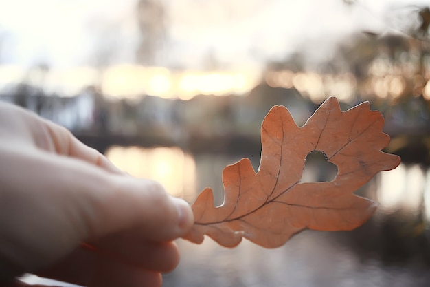 Herbstherz auf eichengelbem Blatt / Herzsymbol in der Herbstdekoration, Konzeptherbstliebe, Spaziergang im Park