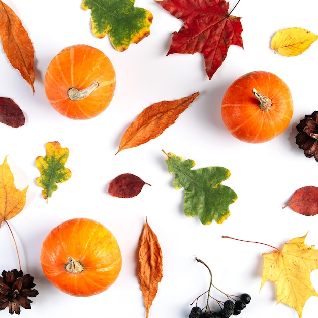 Herbsthintergrund aus Blättern, Beeren und Kürbissen Bunte saisonale Komposition auf weißem Hintergrund