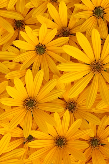 Herbsthintergrund der gelben blühenden Blumen der Topinambur