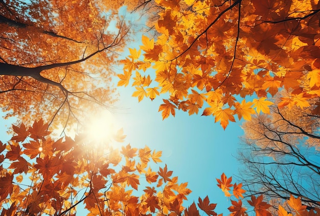 Herbsthintergrund himmelblau und orange