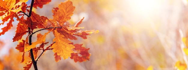 Herbsthintergrund in warmen Farben mit Eichenlaub auf verschwommenem Hintergrund bei sonnigem Wetter kopieren Raum