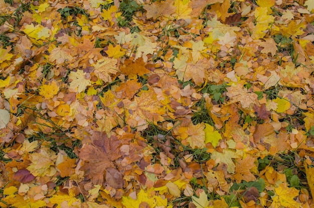 Herbsthintergrund mit Ahornblättern Hintergrund der Herbstblätter