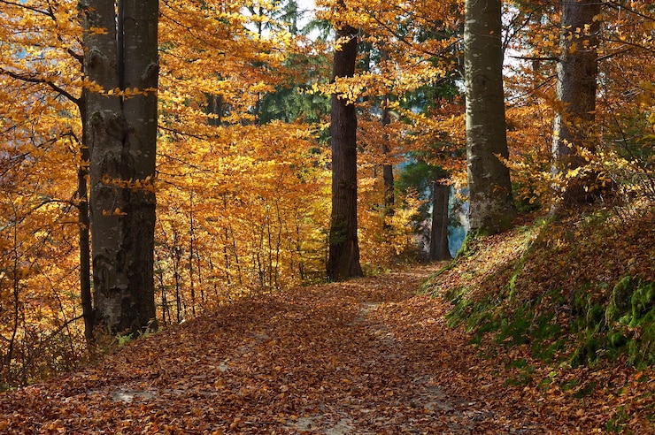 Foto herbsthintergrund mit bäumen im wald