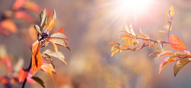 Herbsthintergrund mit bunten Blättern auf einem Baum auf einem unscharfen Hintergrund in einem Sonnenstrahl