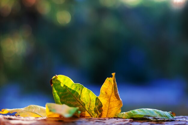 Herbsthintergrund mit bunten Herbstblättern