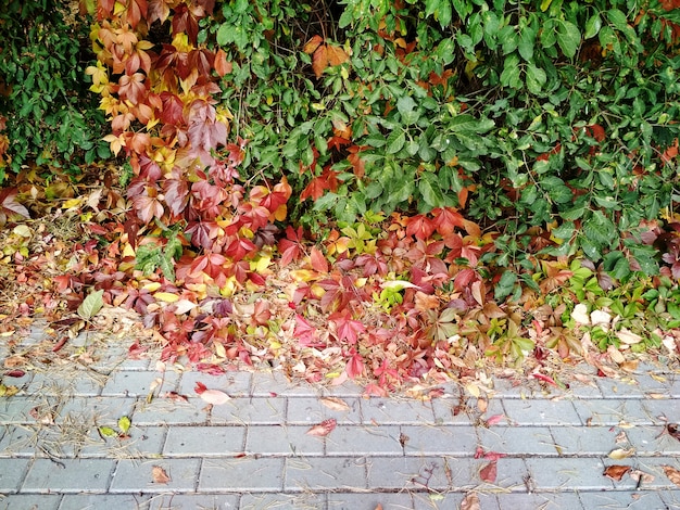 Herbsthintergrund mit bunten Weinblättern