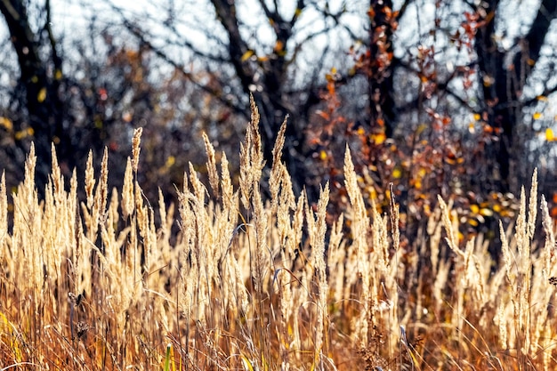 Herbsthintergrund mit Dickichten aus trockenem Gras im Wald auf einem Hintergrund von Bäumen