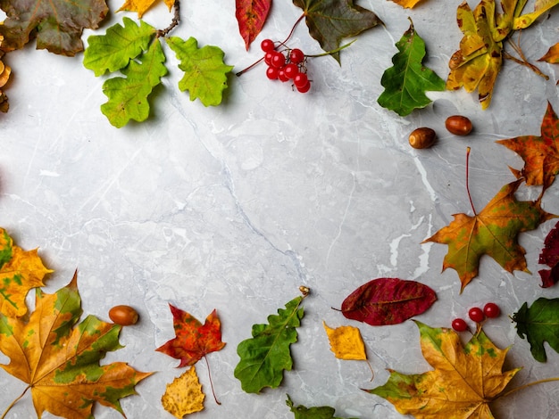 Herbsthintergrund mit farbigen Blättern rote Viburnum-Eichel mit Kopienraum