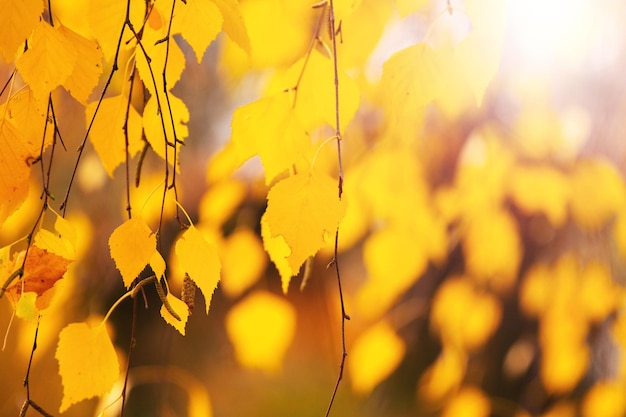 Herbsthintergrund mit gelben Birkenblättern auf einem Baum auf verschwommenem Hintergrund bei sonnigem Wetter