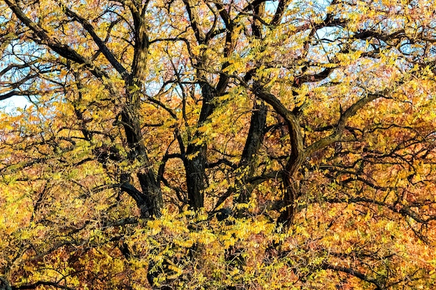 Herbsthintergrund mit gelben Blättern auf einem Baum mit dicken Ästen