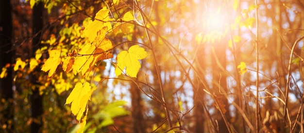 Herbsthintergrund mit gelben Blättern im Wald auf den Bäumen bei hellem Sonnenlicht