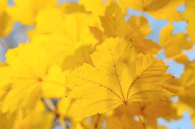 Herbsthintergrund mit goldenem Ahornblatt, selektiver Fokus