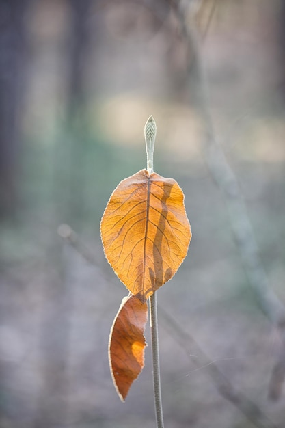 Herbsthintergrund mit hellem Blatt im Vordergrund und Bokeh im Hintergrund mit Kopienraum