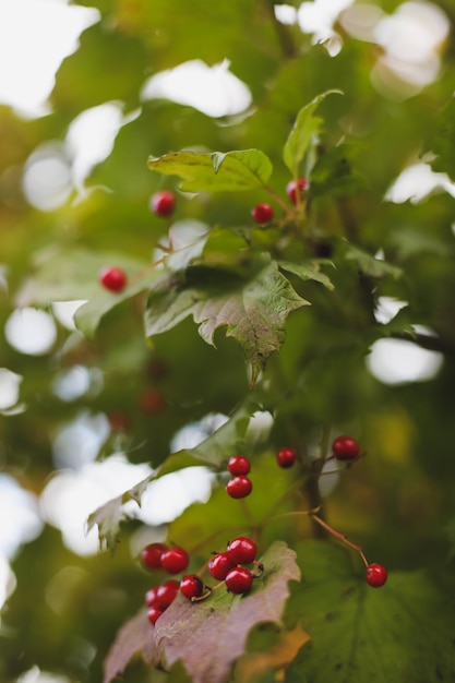 Herbsthintergrund mit roten Beeren von Viburnum auf einem verschwommenen Hintergrund in der Sonne