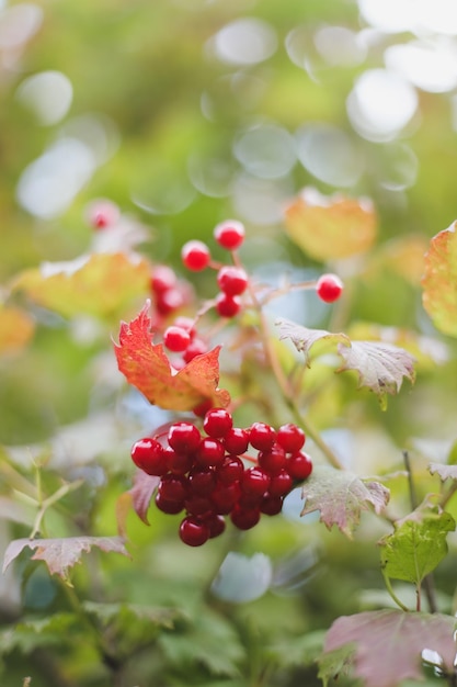 Herbsthintergrund mit roten Beeren von Viburnum auf einem verschwommenen Hintergrund in der Sonne