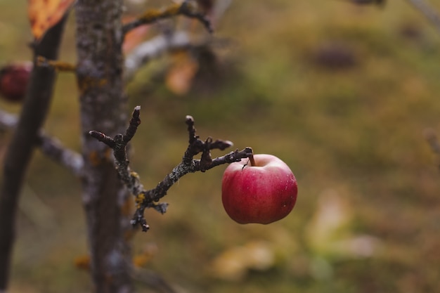 Herbsthintergrund mit roten Äpfeln auf Ästen im Garten