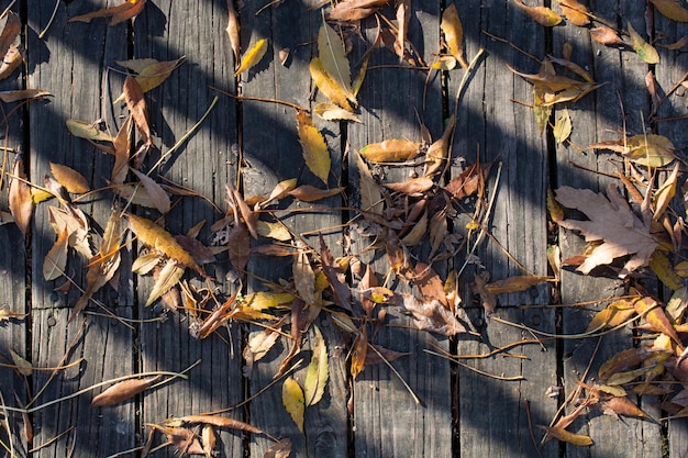 Herbsthintergrund mit trockenen Blättern in der Herbstsaison