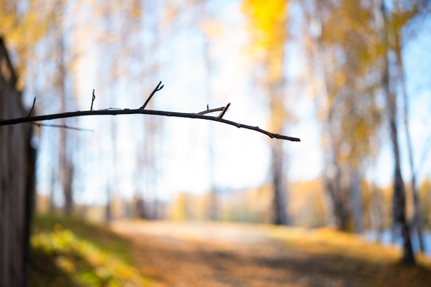 Herbsthintergrund, Natur, Ast auf dem Hintergrund eines Herbstparks, selektiver Fokus