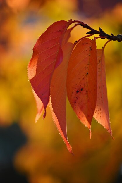 Herbsthintergrund Schöne bunte Blätter der Bäume in der Natur Herbstzeit