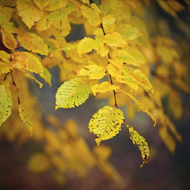 Herbsthintergrund Schöne bunte Blätter der Bäume in der Natur Herbstzeit