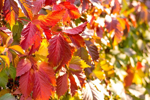 Herbsthintergrund von Blättern der roten Efeukriechpflanze