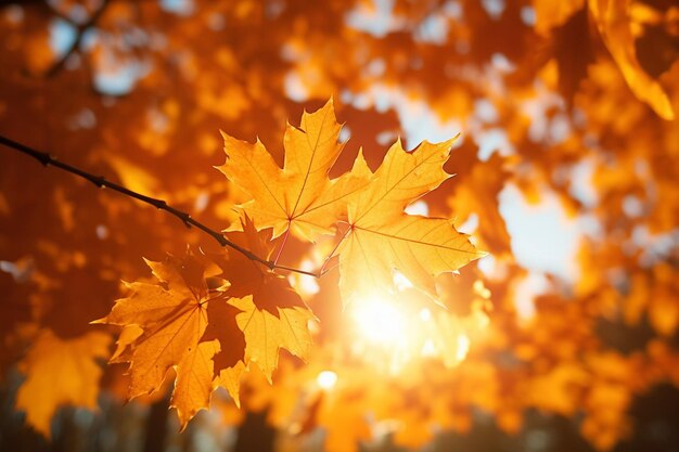 Herbsthintergrund von bunten Ahornblättern im Sonnenlicht