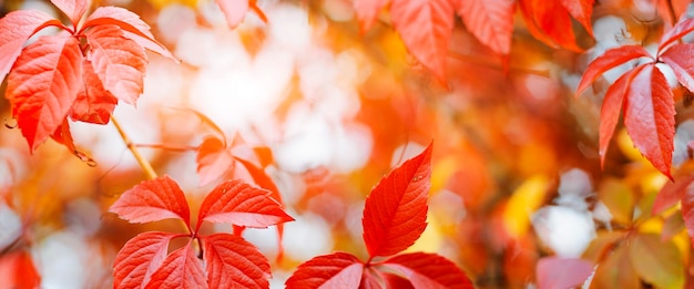 Herbsthintergrunddesign mit bunten roten und gelben Blättern der Windenpflanze mit verschwommenem Freiraum