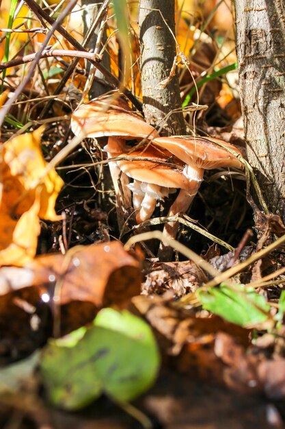 Herbsthonigpilze im Wald