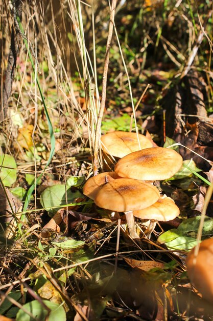 Herbsthonigpilze im Wald