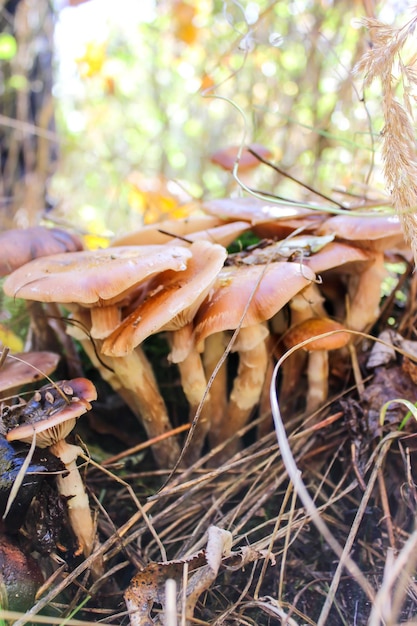 Herbsthonigpilze im Wald