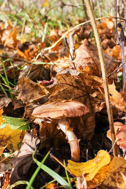 Herbsthonigpilze im Wald