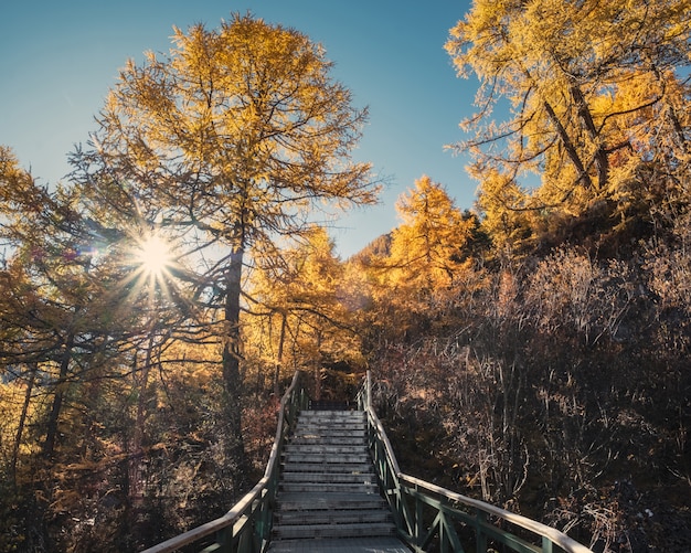 Herbstkiefernwald mit blauem Himmel im Tal am Yading-Naturreservat