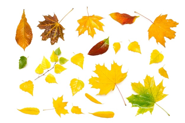 Herbstkollektion von gelben und roten Blättern Birke, Ahorn, Eberesche und Viburnum isoliert auf weißem Hintergrund. Flache Lage, Ansicht von oben