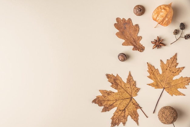 Herbstkomposition aus trockenen Blättern Blumen Acorn Tannenzapfen Anisstern auf beigem Hintergrund Flach lag