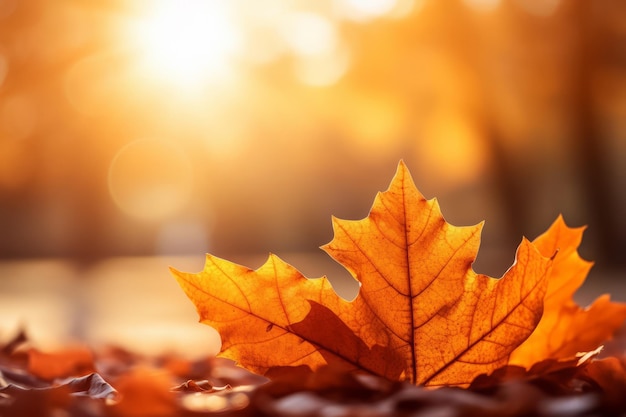 Herbstkomposition mit Kopienraum