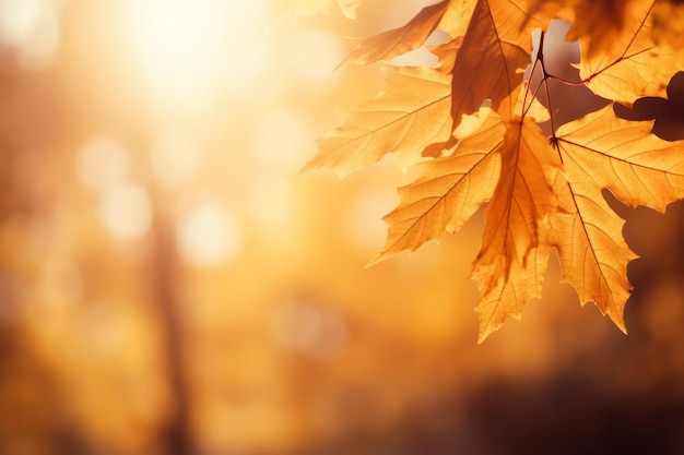 Herbstkomposition mit Kopienraum