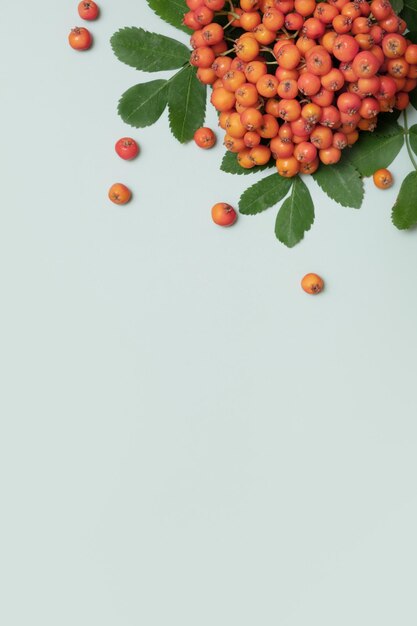 Herbstkomposition mit Rowan-Beeren und Blättern von oben auf pastellgrünem Hintergrundkomposition mit Kopierraum