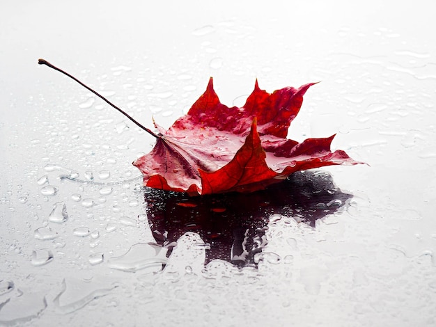 Herbstkomposition verlässt auf einem schwarzen Hintergrund nach Regen mit Tropfen