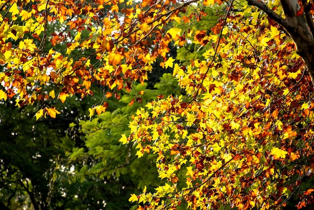 Herbstkonzept gelbliche und trockene Blätter von Platanen