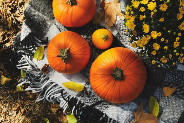 Herbstkonzept mit Chrysanthemen und Kürbissen im Freien