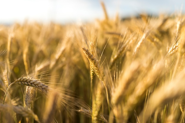 Foto herbstkonzept mit goldenen weizengewürzen