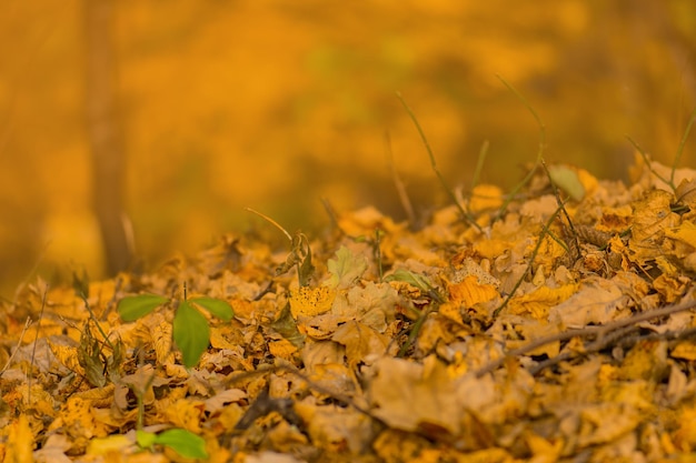 Herbstkonzept und natürlicher Hintergrund, perfekt für den saisonalen Gebrauch Zusammensetzung der Herbstblätter und Zweige