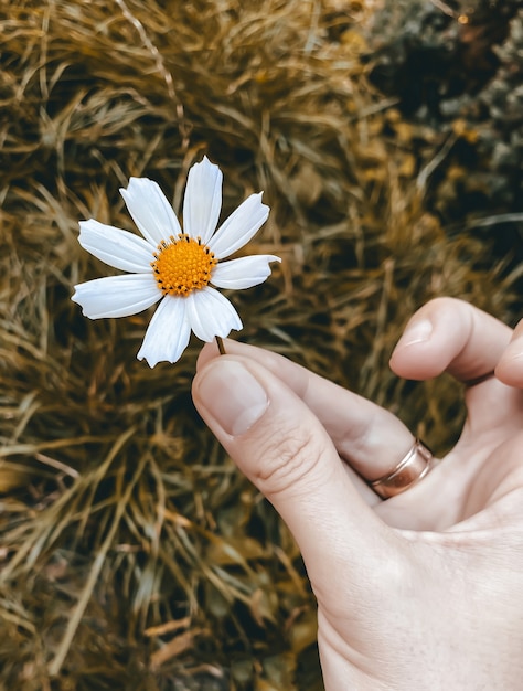 Herbstkonzept weiße Blume des Kosmos in einer weiblichen Hand vor dem Hintergrund eines Herbstgelbs