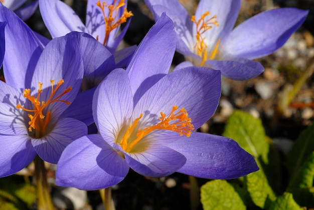 Herbstkrokus Crocus pulchellus